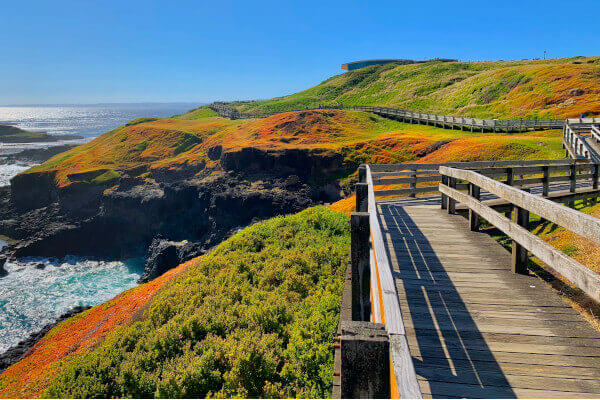 Philip Island Tour